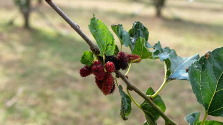Yetiştirmek için balkona bahçeye gerek yok Tane tane meyve veriyor