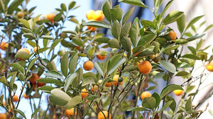 Turunçgil ağaçları