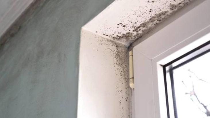 Kışın evdeki küfü yok ediyor Perdelerin arkasına serpince herkesi şaşırtıyor
