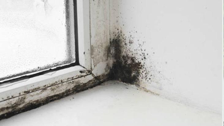 Kışın evdeki küfü yok ediyor Perdelerin arkasına serpince herkesi şaşırtıyor