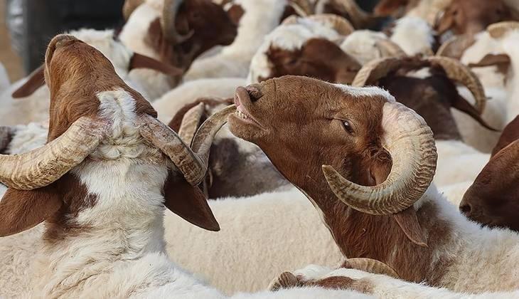 DİYANET KURBAN BAYRAMI NE ZAMAN DİYANET KURBAN BAYRAMI NE ZAMAN