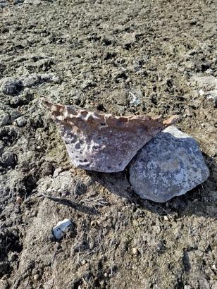 Yüzyıllardır suyun altındaydı Kıyıya vuran küplerin içinden çıktı