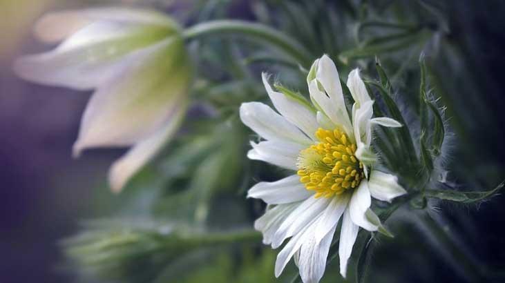 İLK CEMRE NE ZAMAN DÜŞECEK