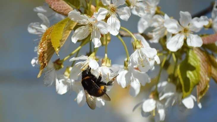 CEMRE DÜŞMESİ NEDİR