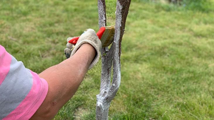 1 Marta kadar yapan yaşadı 10 dakikalık bakım, ağaçları hastalıktan koruyan basit yöntem