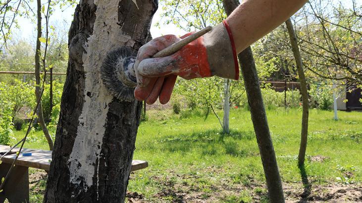 1 Marta kadar yapan yaşadı 10 dakikalık bakım, ağaçları hastalıktan koruyan basit yöntem