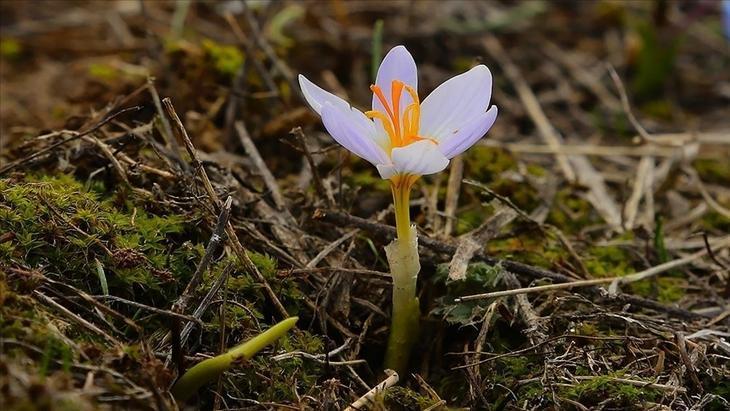 İLK CEMRE NE ZAMAN DÜŞECEK