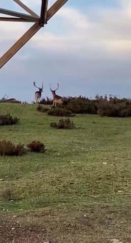 İstanbulun yanı başı Görüntüleri izleyen bölgeye akın etti: ‘Uzaktan izliyoruz’