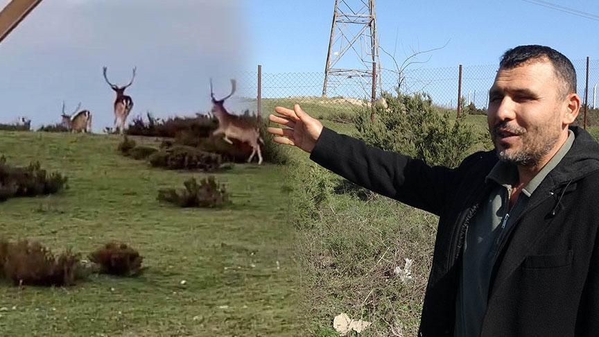 İstanbulun yanı başı Görüntüleri izleyen bölgeye akın etti: ‘Uzaktan izliyoruz’