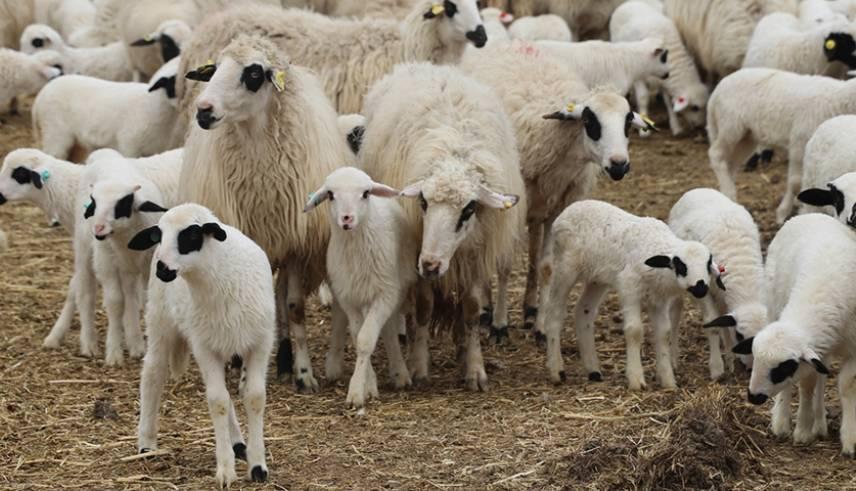 KIRSALDA BEREKET, KÜÇÜKBAŞA DESTEK Faizsiz kredi fırsatı: Küçükbaş hayvancılık faizsiz kredi ne kadar, başvurular nereye yapılır, kimler alabilir KIRSALDA BEREKET, KÜÇÜKBAŞA DESTEK Faizsiz kredi fırsatı: Küçükbaş hayvancılık faizsiz kredi ne kadar, başvurular nereye yapılır, kimler alabilir
