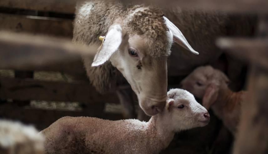 KIRSALDA BEREKET, KÜÇÜKBAŞA DESTEK Faizsiz kredi fırsatı: Küçükbaş hayvancılık faizsiz kredi ne kadar, başvurular nereye yapılır, kimler alabilir KIRSALDA BEREKET, KÜÇÜKBAŞA DESTEK Faizsiz kredi fırsatı: Küçükbaş hayvancılık faizsiz kredi ne kadar, başvurular nereye yapılır, kimler alabilir