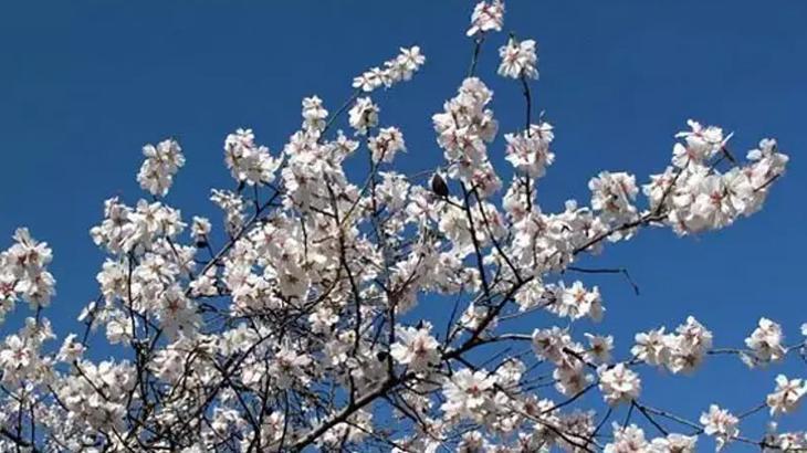 NEVRUZ NEDİR VE NE ANLAMA GELİR