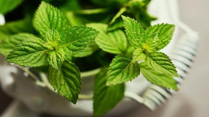 Baş ağrısını şak diye kesiyor Yoğun bir günün ardından 1 fincan yetiyor