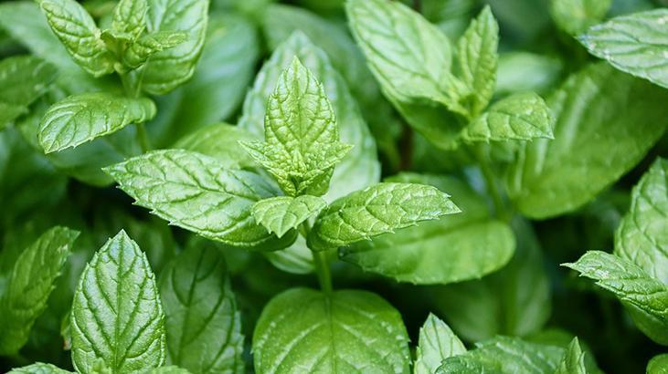 Baş ağrısını şak diye kesiyor Yoğun bir günün ardından 1 fincan yetiyor