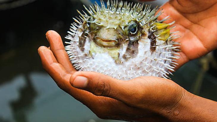 FUGU: USTA ŞEFİN ELİNDE HAYATİ SINAV