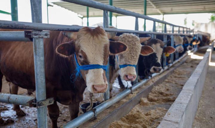 KURBAN BAYRAMI NE ZAMAN