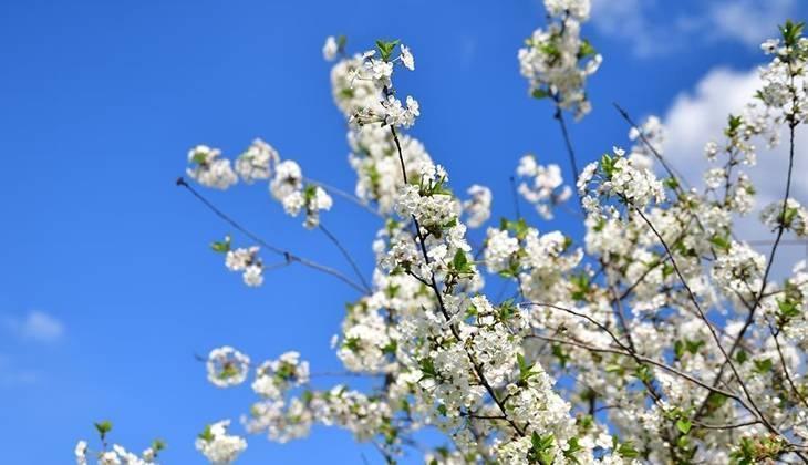 3. CEMRE DÜŞTÜ MÜ TOPRAĞA NE ZAMAN DÜŞECEK