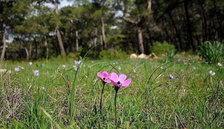 SON CEMRE DÜŞTÜ MÜ Baharın müjdecisi 3. cemre ne zaman düşecek Son cemre düşme tarihi