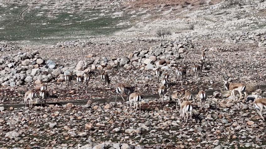 Cudi Dağında büyük şölen: 165’i sürü halinde dolaşırken görüntülendi