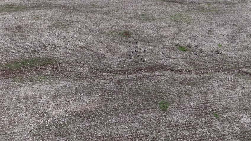 Cudi Dağında büyük şölen: 165’i sürü halinde dolaşırken görüntülendi