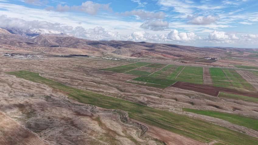Cudi Dağında büyük şölen: 165’i sürü halinde dolaşırken görüntülendi