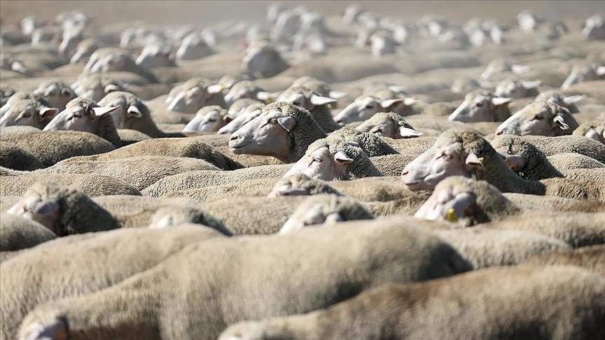 TİGEM, 120 reforme küçükbaş hayvan satacak