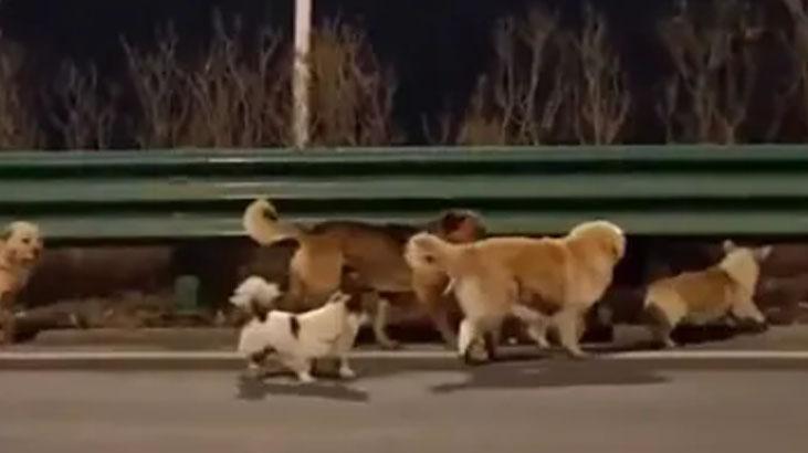Çinde filmleri aratmayan kaçış Zinciri kırıp 17 km koştular: Kaçırılan 7 köpeğin hikâyesi