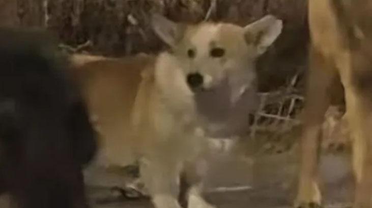 Çinde filmleri aratmayan kaçış Zinciri kırıp 17 km koştular: Kaçırılan 7 köpeğin hikâyesi