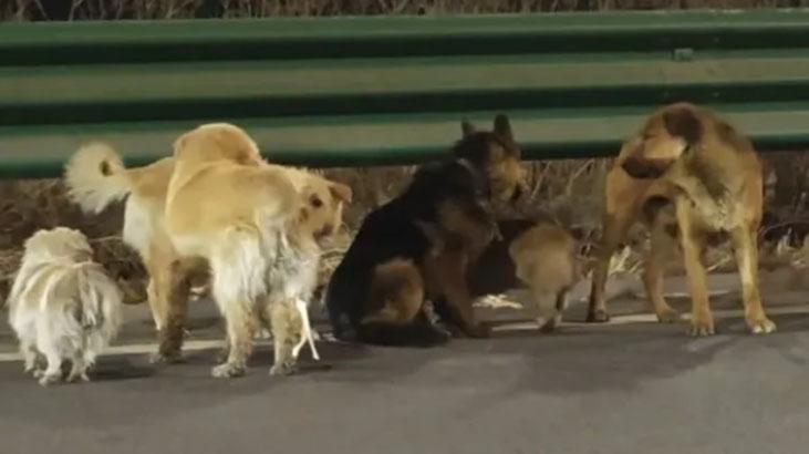 Çinde filmleri aratmayan kaçış Zinciri kırıp 17 km koştular: Kaçırılan 7 köpeğin hikâyesi