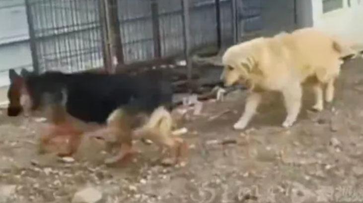 Çinde filmleri aratmayan kaçış Zinciri kırıp 17 km koştular: Kaçırılan 7 köpeğin hikâyesi