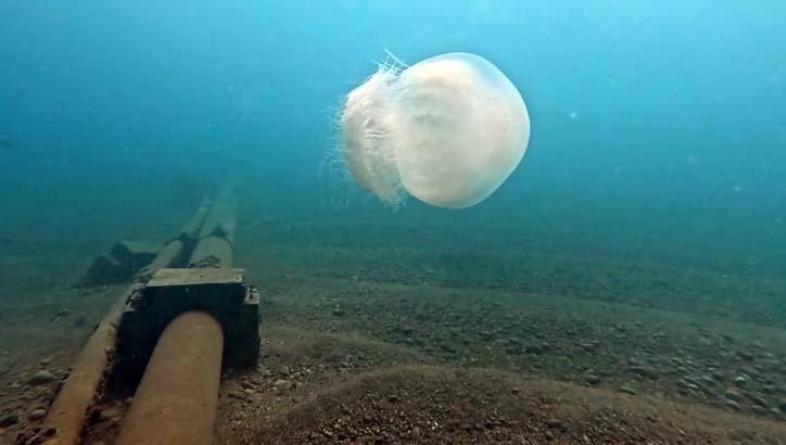 Antalya Körfezinde 10 kiloluk dev tehlike Uzmanı uyardı: Sakın yaklaşmayın