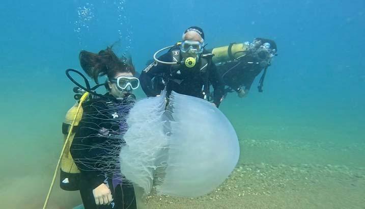 Antalya Körfezinde 10 kiloluk dev tehlike Uzmanı uyardı: Sakın yaklaşmayın
