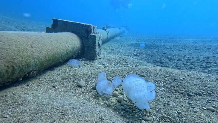 Antalya Körfezinde 10 kiloluk dev tehlike Uzmanı uyardı: Sakın yaklaşmayın