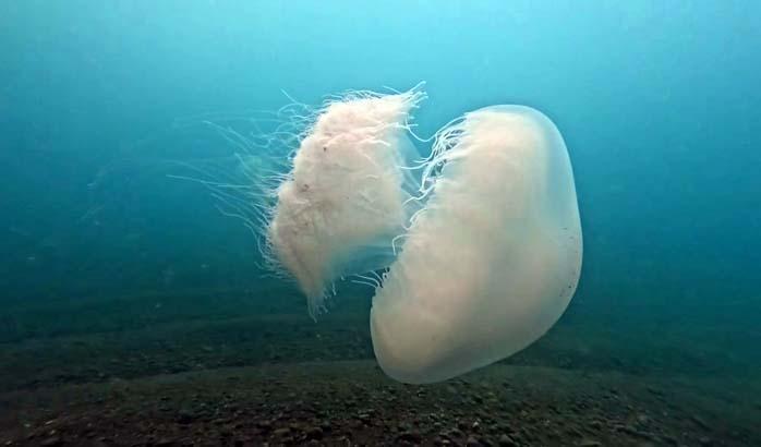 Antalya Körfezinde 10 kiloluk dev tehlike Uzmanı uyardı: Sakın yaklaşmayın