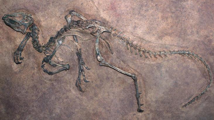 2- T-Rex seni görmez mi