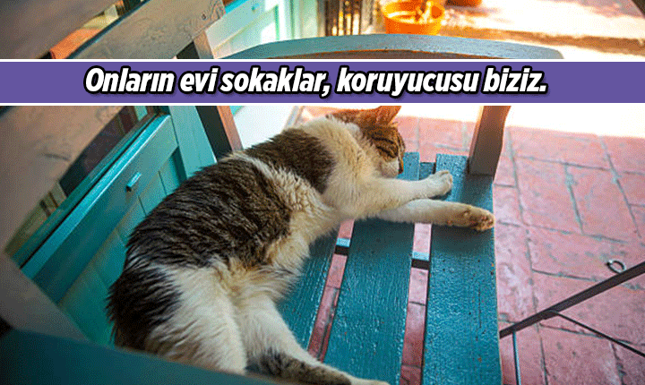 4 NİSAN SOKAK HAYVANLARI GÜNÜ 🐶🐱🦅 Sokak Hayvanları Mesajları, Resimli Sözleri 4 Nisan Dünya Sokak Hayvanları Günü mesajı ve sözü 4 NİSAN SOKAK HAYVANLARI GÜNÜ 🐶🐱🦅 Sokak Hayvanları Mesajları, Resimli Sözleri 4 Nisan Dünya Sokak Hayvanları Günü mesajı ve sözü
