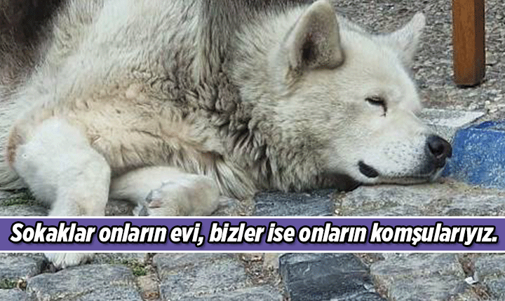 4 NİSAN SOKAK HAYVANLARI GÜNÜ 🐶🐱🦅 Sokak Hayvanları Mesajları, Resimli Sözleri 4 Nisan Dünya Sokak Hayvanları Günü mesajı ve sözü 4 NİSAN SOKAK HAYVANLARI GÜNÜ 🐶🐱🦅 Sokak Hayvanları Mesajları, Resimli Sözleri 4 Nisan Dünya Sokak Hayvanları Günü mesajı ve sözü