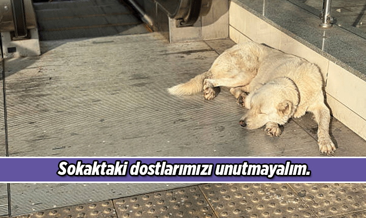 4 NİSAN SOKAK HAYVANLARI GÜNÜ 🐶🐱🦅 Sokak Hayvanları Mesajları, Resimli Sözleri 4 Nisan Dünya Sokak Hayvanları Günü mesajı ve sözü 4 NİSAN SOKAK HAYVANLARI GÜNÜ 🐶🐱🦅 Sokak Hayvanları Mesajları, Resimli Sözleri 4 Nisan Dünya Sokak Hayvanları Günü mesajı ve sözü