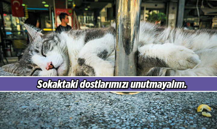 4 NİSAN SOKAK HAYVANLARI GÜNÜ 🐶🐱🦅 Sokak Hayvanları Mesajları, Resimli Sözleri 4 Nisan Dünya Sokak Hayvanları Günü mesajı ve sözü 4 NİSAN SOKAK HAYVANLARI GÜNÜ 🐶🐱🦅 Sokak Hayvanları Mesajları, Resimli Sözleri 4 Nisan Dünya Sokak Hayvanları Günü mesajı ve sözü
