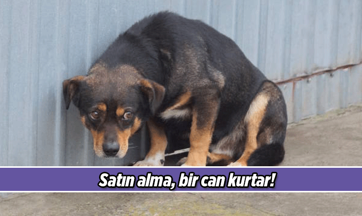 4 NİSAN SOKAK HAYVANLARI GÜNÜ 🐶🐱🦅 Sokak Hayvanları Mesajları, Resimli Sözleri 4 Nisan Dünya Sokak Hayvanları Günü mesajı ve sözü 4 NİSAN SOKAK HAYVANLARI GÜNÜ 🐶🐱🦅 Sokak Hayvanları Mesajları, Resimli Sözleri 4 Nisan Dünya Sokak Hayvanları Günü mesajı ve sözü