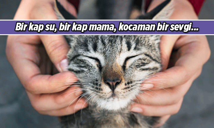 4 NİSAN SOKAK HAYVANLARI GÜNÜ MESAJLARI 4 NİSAN SOKAK HAYVANLARI GÜNÜ MESAJLARI