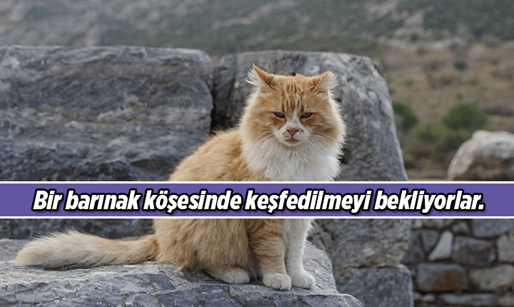 4 NİSAN SOKAK HAYVANLARI GÜNÜ 🐶🐱🦅 Sokak Hayvanları Mesajları, Resimli Sözleri 4 Nisan Dünya Sokak Hayvanları Günü mesajı ve sözü 4 NİSAN SOKAK HAYVANLARI GÜNÜ 🐶🐱🦅 Sokak Hayvanları Mesajları, Resimli Sözleri 4 Nisan Dünya Sokak Hayvanları Günü mesajı ve sözü