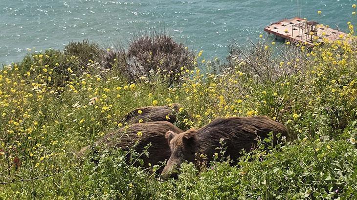 Kuşadası'nda görüldü: Doğal seleksiyon değişiyor