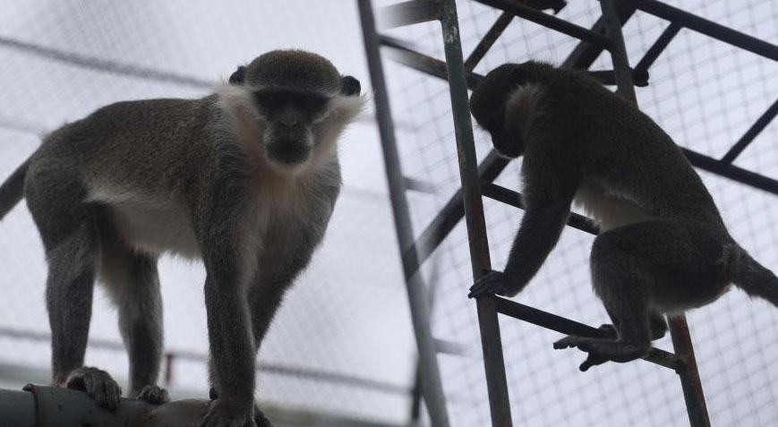 Denizli'de yakalanan firari maymunla ilgili yeni gelişme! İşte yeni adresi...