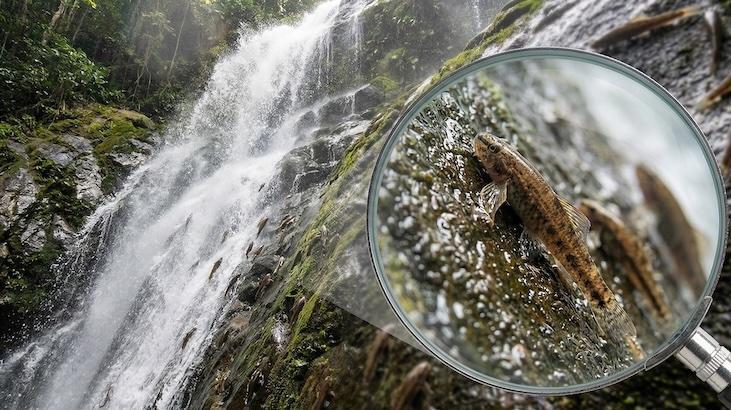 50 metrelik şelaleye tırmanabilen balıklar keşfedildi