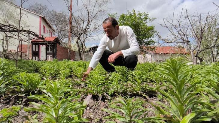 AKZAMBAK SOĞANI 450 BİNE ULAŞTI