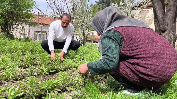 Babasından kalan miras servete dönüştü: Litresi 5 bin Euroya alıcı buluyor
