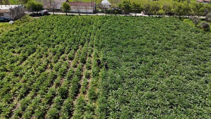 Babasının 5 dönümünde büyüyen servet Kazancı çok yüksek bir ürün