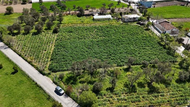 Babasının 5 dönümünde büyüyen servet Kazancı çok yüksek bir ürün