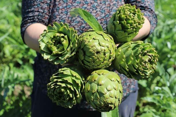 KAZANCI ÇOK YÜKSEK BİR ÜRÜN